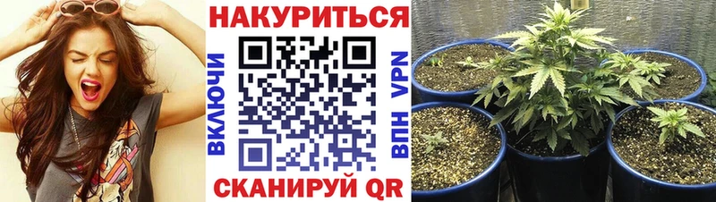 Марихуана сатива  Химки 